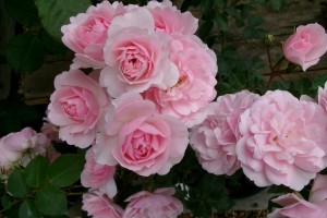 BONICA (shrub)